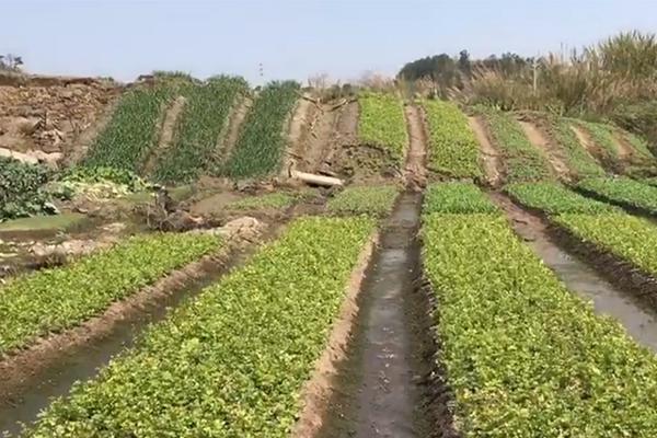 在童話九寨“解鎖”四川冬季旅游新玩法